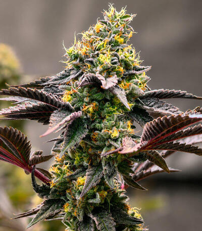 Z42 fem (FastBuds) семена конопли