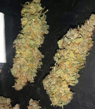 Eleven Roses Early Version fem (Delicious Seeds) семена конопли