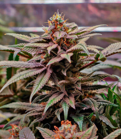 Zillions fem от Barney's Farm семена конопли