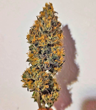 Papaya Sherbet fem (FastBuds) семена конопли