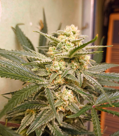 Forbidden Runtz Auto fem (FastBuds) семена конопли