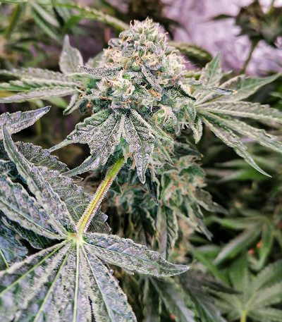Fruit Gum fem (UKHTA420) семена конопли