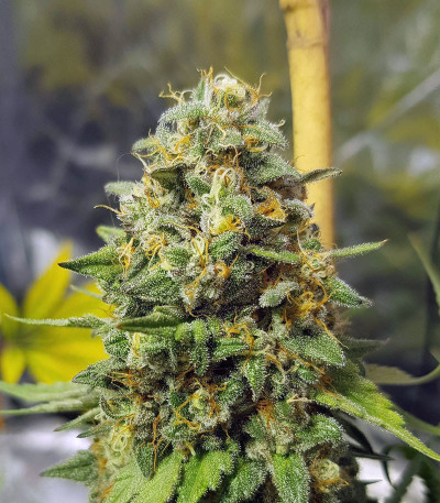 Blue Gelato 41 (Barney's Farm) семена конопли
