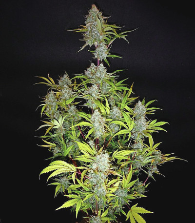 Wedding Cake Auto fem (Barney's Farm) семена конопли
