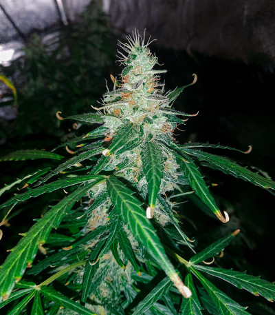LSD Auto fem (Barney's Farm) семена конопли