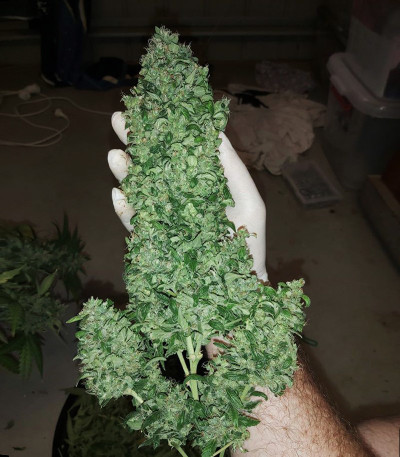 Bruce Banner #3 fem (Original Sensible Seeds) семена конопли
