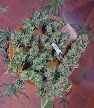 Crystal Candy Auto fem (Sweet Seeds) семена конопли