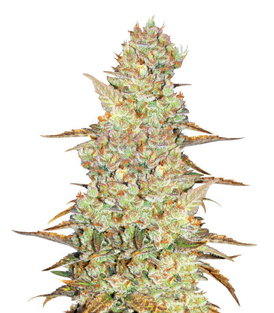 Mimosa Cake Auto fem семена конопли
