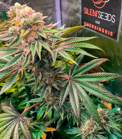 Pink Sunset by Sherbinskis fem от Silent Seeds семена конопли