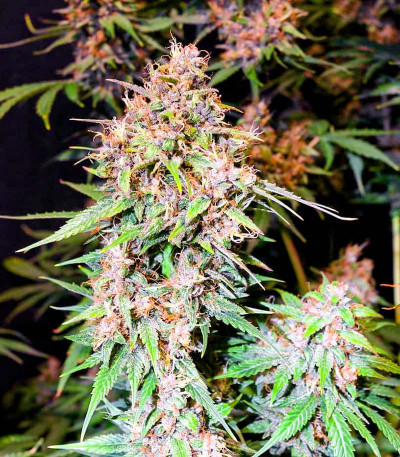 Tropicana Cookies Auto fem ( Cali Buds Seeds) семена конопли