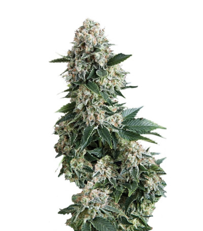 New York City fem (Pyramid Seeds) семена конопли