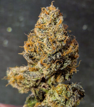 Zillions fem от Barney's Farm семена конопли