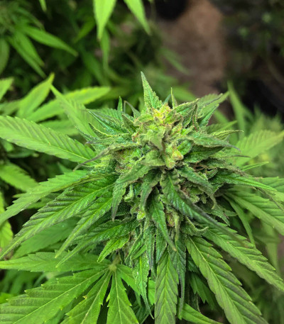 Blue Gelato 41 (Barney's Farm) семена конопли