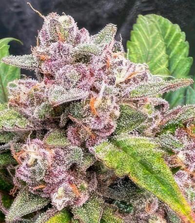 Banana Guava Auto RF3 fem (FastBuds) семена конопли