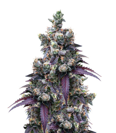 Wedding Gelato fem (RQS) семена конопли