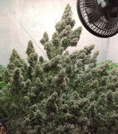 Auto Cinderella Jack fem (Dutch Passion) семена конопли