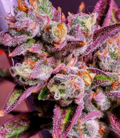 Zillions fem от Barney's Farm семена конопли