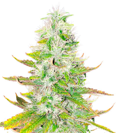 Ice Cream Cake fem (Barney's Farm) семена конопли