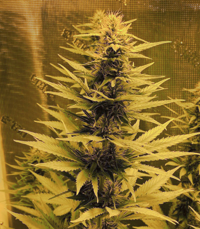 Bruce Banner (Monster Genetics) семена конопли