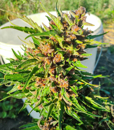 Gran Purple Banner Auto fem семена конопли