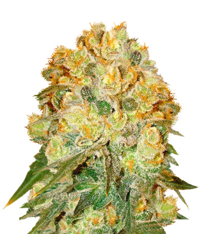 Marmalate reg (Delicious Seeds) семена конопли