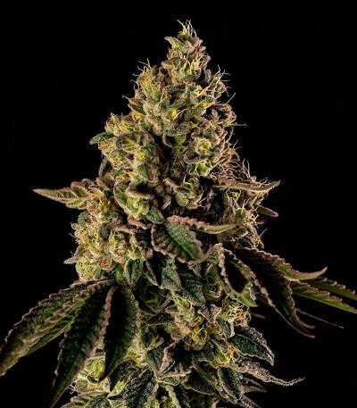 Peach Cake by Cookies fem (Silent Seeds) семена конопли