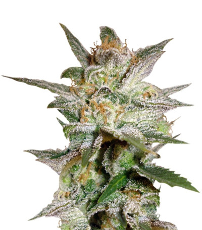 Star 47 fem (World of Seeds) семена конопли