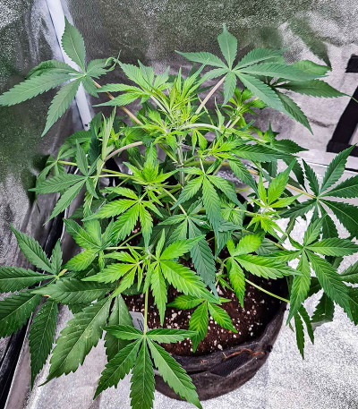 Sweet ZZ Automatic fem (RQS) семена конопли