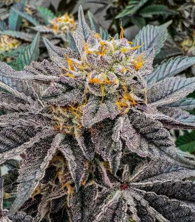 Zillions fem от Barney's Farm семена конопли