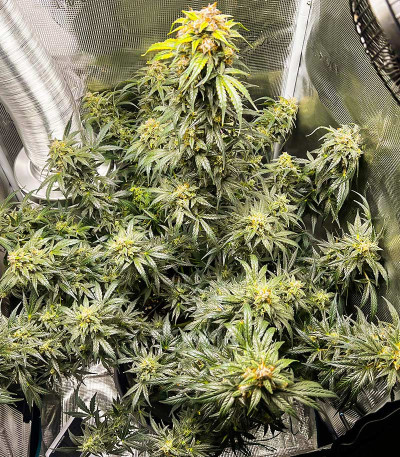Acid Rain Autoflower (LSD) fem (Easy Grow Seeds) семена конопли