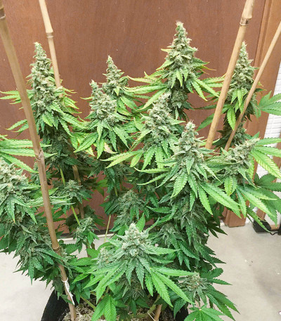 Bruce Banner #3 fem семена конопли