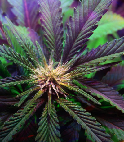 Ayahuasca Purple fem семена конопли
