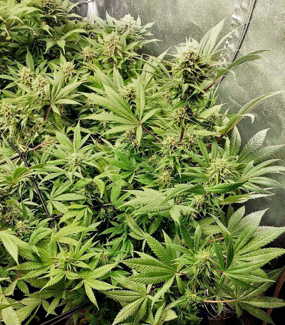Girl Scout Cookies fem семена конопли