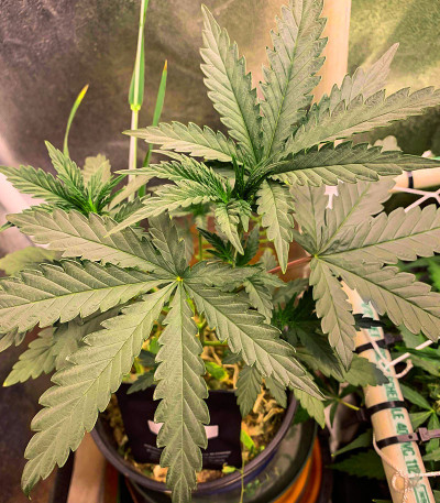 Runtz Fast Flowering fem (Humboldt Seed Organization) семена конопли