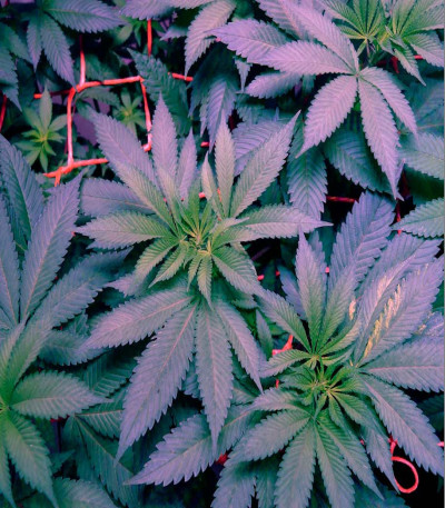 Blue Pyramid fem (Pyramid Seeds) семена конопли