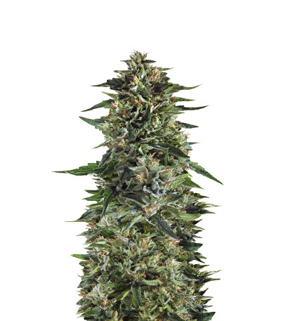 Bruce Banner #3 Fast fem (Original Sensible Seeds) семена конопли