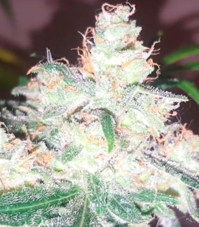 Bulk Smash Auto fem (Dr. Krippling Seeds) семена конопли