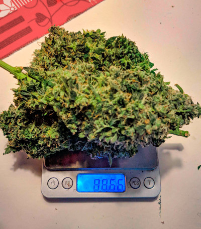 Choco Thai Auto fem (Herbies Seeds) семена конопли