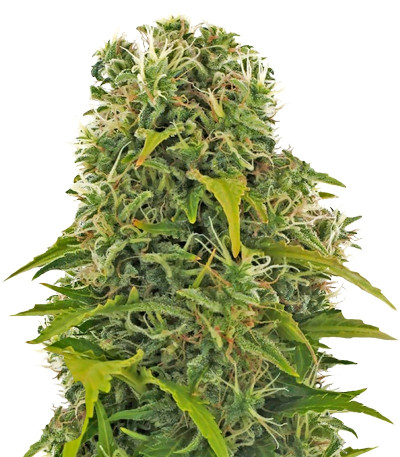 High Density Auto fem семена конопли