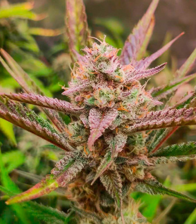 Papaya Zoap Auto fem (Sweet Seeds) семена конопли