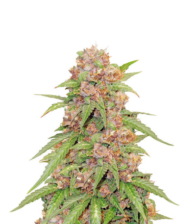 Beginner Auto Mix Pack fem от Herbies Seeds семена микса конопли