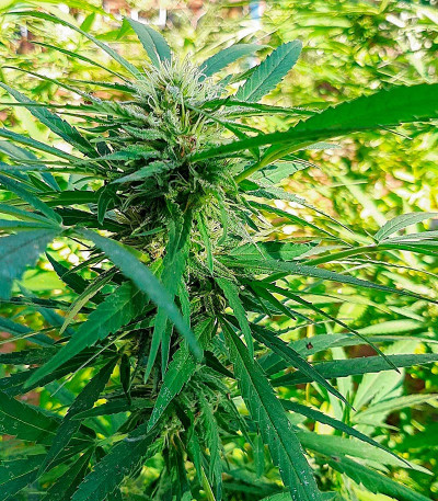 Critical XXL fem (Herbies Seeds) семена конопли
