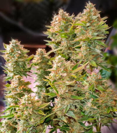 Cherry Cola Auto RF3 fem (FastBuds) семена конопли