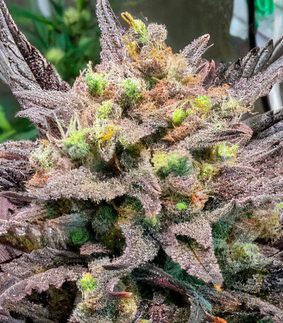 Banana Guava Auto RF3 fem (FastBuds) семена конопли