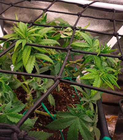 Sour Strawberry fem (Barney's Farm) семена конопли