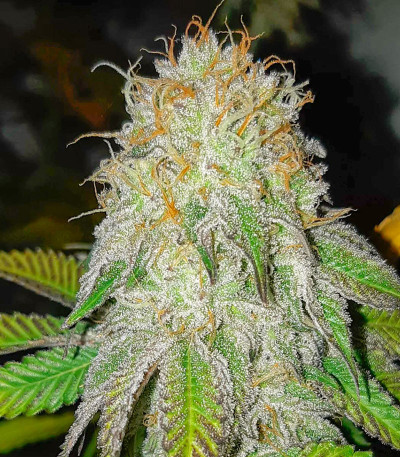 Ethos Cookies R2 fem (Ethos Genetics) семена конопли