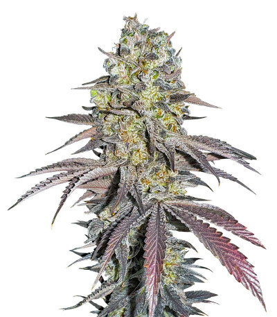 Black Cherry Gushers fem от Barney's Farm семена конопли