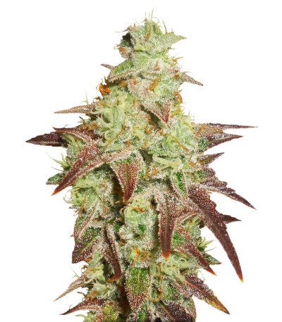 Auto Night Queen fem (Dutch Passion) семена конопли