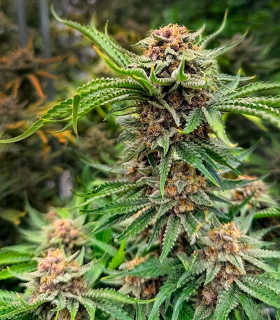 Cherry Cola Auto RF3 fem (FastBuds) семена конопли