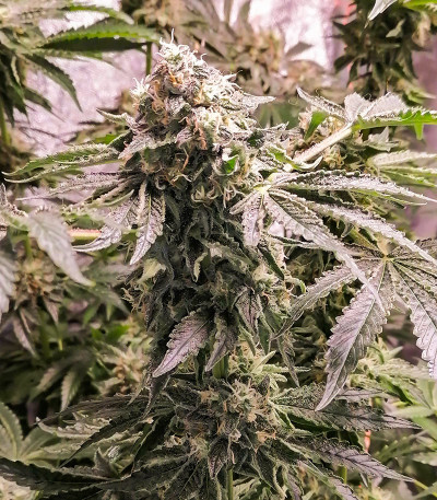 Fruit Gum fem (UKHTA420) семена конопли